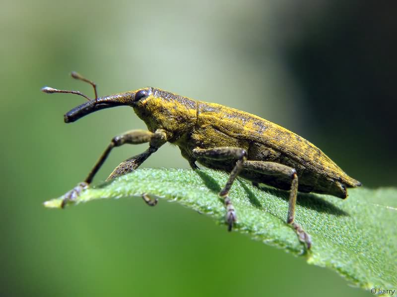 Lixus (Eulixus) iridis Olivier, 1807